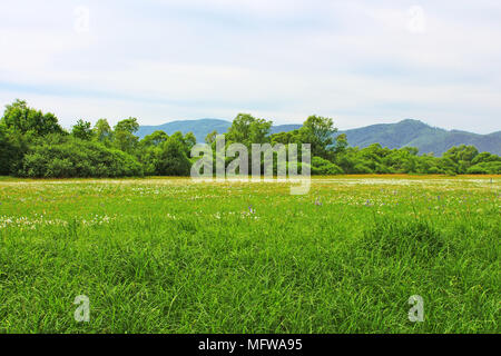 Vallée de narcisses à Khust, Ukraine - en mai il y a des pissenlits et de narcisses Banque D'Images