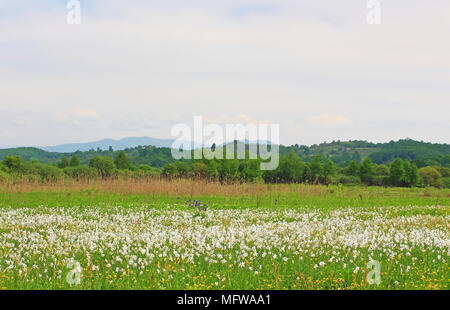 Vallée de narcisses à Khust, Ukraine - en mai il y a des pissenlits et de narcisses Banque D'Images