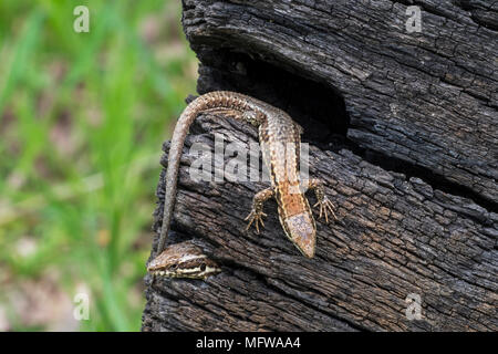 Deux lézards des murailles (Podarcis muralis / Lacerta muralis) issues des lacunes dans scorched tronc de l'arbre Banque D'Images