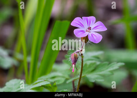 Herb-Robert / Red Robin / death venez vite storksbill / fox / géranium (Geranium robertianum) en fleurs Banque D'Images