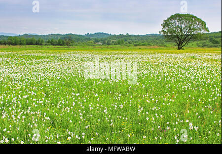 Vallée de narcisses à Khust, Ukraine - en mai il y a des pissenlits et de narcisses Banque D'Images