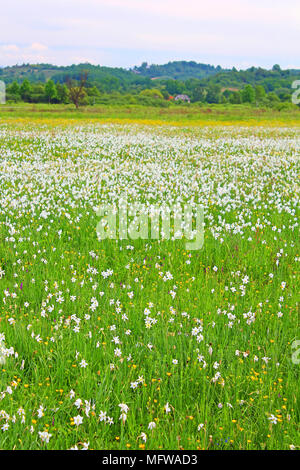 Vallée de narcisses à Khust, Ukraine - en mai il y a des pissenlits et de narcisses Banque D'Images