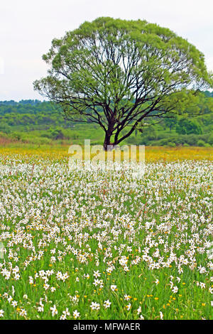 Vallée de narcisses à Khust, Ukraine - en mai il y a des pissenlits et de narcisses Banque D'Images