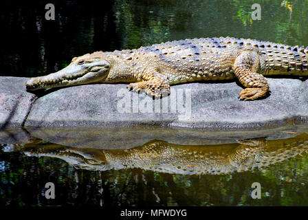 Gros plan sur un magnifique crocodile ensoleillé sur un rocher. Notez la réflexion fantastique. Banque D'Images