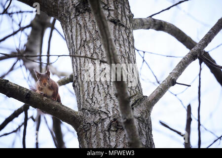 Formby, Arrondissement de Sefton, Merseyside, Angleterre. Freshfield Squirrel Réserver Banque D'Images