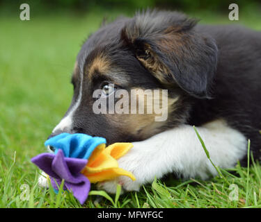 Chiot border collie avec toy Banque D'Images