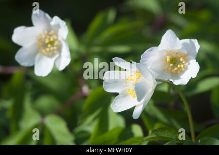 Anémone des bois fleurs, gros plan, l'accent local Banque D'Images