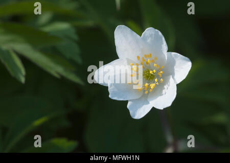Anémone des bois fleurs, gros plan, l'accent local Banque D'Images