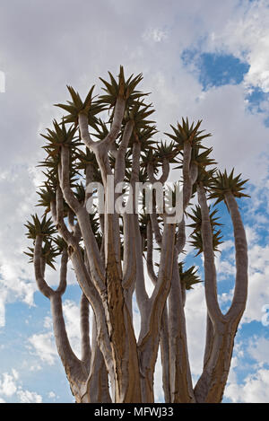 Quiver Tree ou Kokerboom (Aloe dichotoma) contre un ciel nuageux, la Namibie Banque D'Images