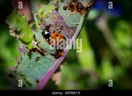 Macro d'une coccinelle à feuilles profitant d'un bon petit-déjeuner à un sanctuaire du papillon monarque à Kerrville, Texas. Banque D'Images