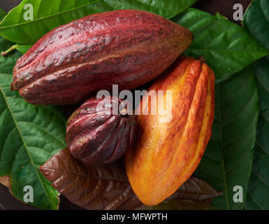 Close-up de cabosses de cacao colorés sur fond vert Banque D'Images