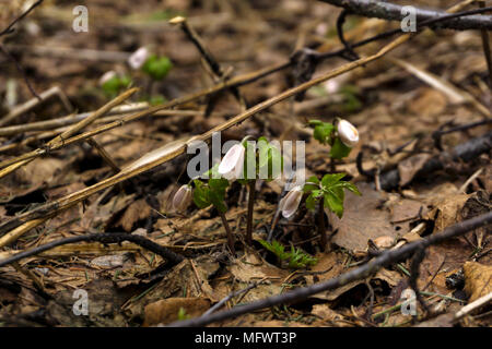 Les bourgeons non ouvert de perce-neige Anemone uralensis ('wind flower') entre la litière forestière au début du printemps après la fonte des neiges Banque D'Images