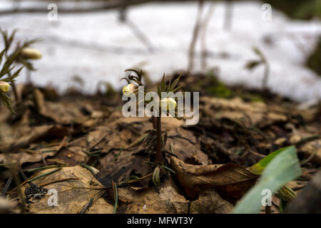 Les bourgeons non ouvert de perce-neige Anemone uralensis ('wind flower') entre la litière forestière au début du printemps après la fonte des neiges Banque D'Images