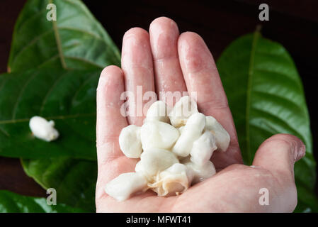 Close-up of hand holding Eau dce sur fond de plantes graines de cacao Banque D'Images