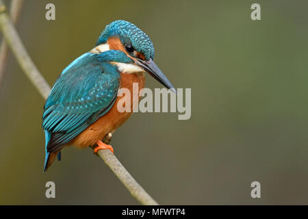 Kingfisher Alcedo atthis ( ) homme adulte au printemps, perché sur une branche au-dessus de la rivière remblai, regardant vers le bas pour la chasse, de la faune, de l'Europe. Banque D'Images