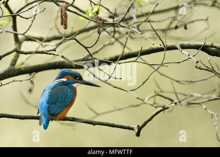 Kingfisher commun / Optimize ( Alcedo atthis ), homme, oiseau, perché dans un arbre de l'aulne pour la chasse, l'arrière vue, la faune, l'Europe. Banque D'Images
