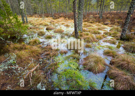 Bois et forêt avec sol inondé près de Grantown on Spey, Moray, Scotland UK Banque D'Images