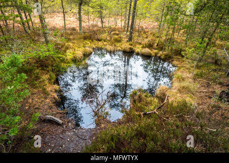 Bois et forêt avec sol inondé près de Grantown on Spey, Moray, Scotland UK Banque D'Images