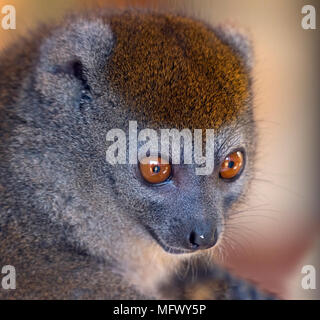 Western moindre Hapalémur Hapalemur occidentalis également connu sous le nom de l'hapalémur du nord ouest ,doux,lemur moindre Sambirano hapalémur Banque D'Images