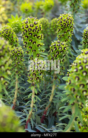 Euphorbia 'Black Pearl' Banque D'Images