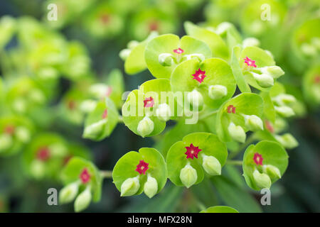 Euphorbia martini x 'Colibri' Banque D'Images