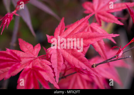 Acer palmatum 'Beni-maiko' Banque D'Images