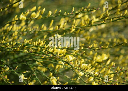 Jardin de printemps : L'arbuste fleur jaune d'un balai en avril. WEST SUSSEX. 2018 Banque D'Images