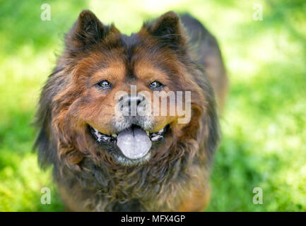 Un Chow Chow chien avec un épais manteau de fourrure et haletant jusqu'à la Banque D'Images