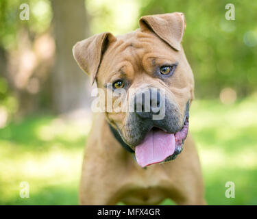 Un Shar-Pei / Boxer dog écoute avec une inclinaison de tête Banque D'Images