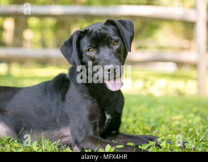 Une happy black Labrador Retriever dog allongé dans l'herbe Banque D'Images