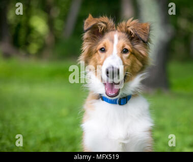 Un heltie pure race Shetland Sheepdog 'chiot' smiling Banque D'Images