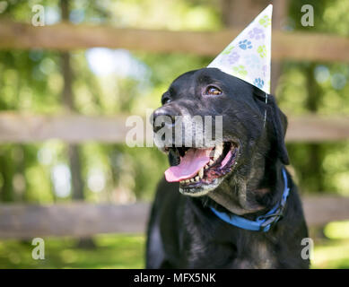 Un Labrador noir il porte un chapeau de fête d'anniversaire Banque D'Images