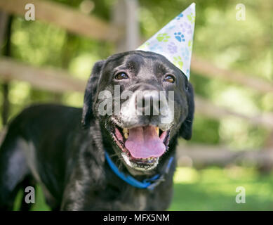 Un Labrador noir il porte un chapeau de fête d'anniversaire Banque D'Images