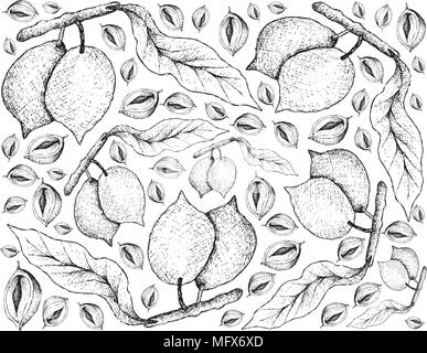 Les fruits tropicaux, Illustration Papier peint fond de croquis à la main d'Abiu ou Pouteria Caimito Fruits. Haut en vitamine C avec des éléments nutritifs essentiels Illustration de Vecteur