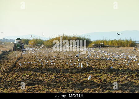 Peu de goélands (Larus minutus) et Héron garde-boeufs (Bubulcus ibis) dans un champ. Sado, Cachopos. Portugal Banque D'Images