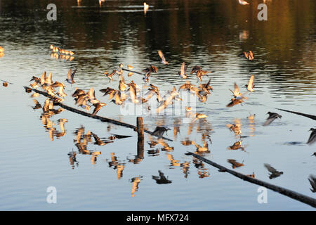 Le Bécasseau variable (Calidris alpina) dans les marais salants de la réserve naturelle de l'estuaire du Sado. Bonita, Portugal Banque D'Images