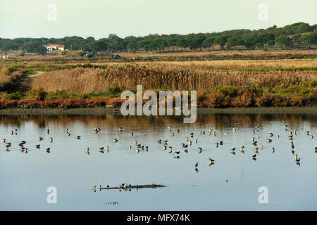 Barge à queue noire (Limosa limosa) dans la réserve naturelle de l'estuaire du Sado. Portugal Banque D'Images