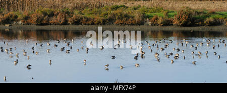 Barge à queue noire (Limosa limosa) dans la réserve naturelle de l'estuaire du Sado. Portugal Banque D'Images