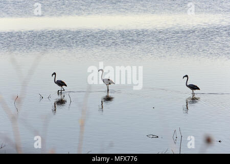 Des flamants roses (Phoenicopterus roseus) dans les marais salants de la réserve naturelle de l'estuaire du Sado. Portugal Banque D'Images