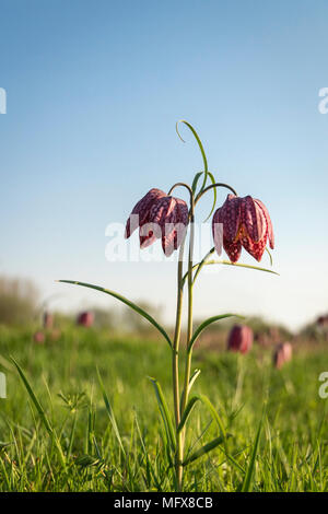 Tête de serpents fritillary, Fritillaria meleagris,en fleur dans une prairie d'inondation de l'Oxfordshire,la mi printemps Banque D'Images