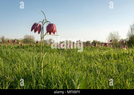 Tête de serpents fritillary, Fritillaria meleagris,en fleur dans une prairie d'inondation de l'Oxfordshire,la mi printemps Banque D'Images