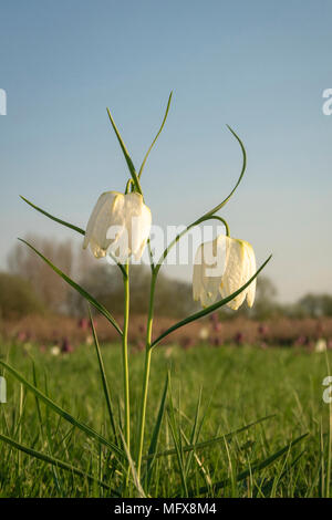 Tête de serpents fritillary, Fritillaria meleagris,en fleur dans une prairie d'inondation de l'Oxfordshire,la mi printemps Banque D'Images