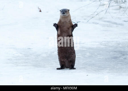 La loutre de rivière et en agitant permanent sur la glace, en Californie, Tulelake, Klamath inférieur National Wildlife Refuge, prises 01,17 Banque D'Images