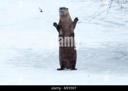 La loutre de rivière et en agitant permanent sur la glace, en Californie, Tulelake, Klamath inférieur National Wildlife Refuge, prises 01,17 Banque D'Images