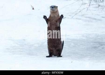 La loutre de rivière et en agitant permanent sur la glace, en Californie, Tulelake, Klamath inférieur National Wildlife Refuge, prises 01,17 Banque D'Images