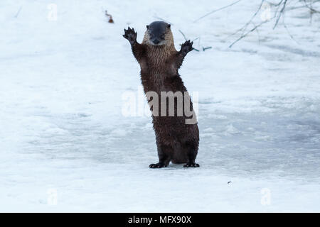 La loutre de rivière et en agitant permanent sur la glace, en Californie, Tulelake, Klamath inférieur National Wildlife Refuge, prises 01,17 Banque D'Images