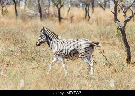 Photographié en safari dans une réserve de chasse de l'Afrique du Sud Banque D'Images