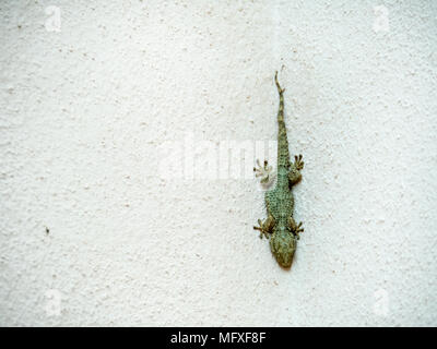 Gecko en attente de la chaleur du soleil sur le mur de la maison, l'île de Sardaigne, Italie Banque D'Images