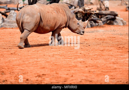 La société Shenyang Blower, la société Shenyang Blower, la Chine. Apr 26, 2018. Shenyang, Chine 26 avril 2018 : rhinocéros blancs au Zoo de la forêt de Shenyang à Shenyang, Liaoning Province du nord-est de la Chine, le 26 avril 2018. Le rhinocéros blanc (Ceratotherium simum cottoni) est la plus rare et la plupart des sous-espèces en voie de disparition, et probablement éteinte à l'état sauvage. Crédit : SIPA Asie/ZUMA/Alamy Fil Live News Banque D'Images