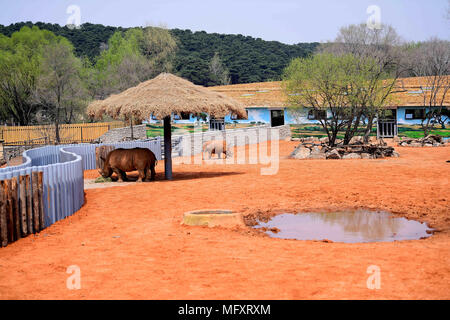 La société Shenyang Blower, la société Shenyang Blower, la Chine. Apr 26, 2018. Shenyang, Chine 26 avril 2018 : rhinocéros blancs au Zoo de la forêt de Shenyang à Shenyang, Liaoning Province du nord-est de la Chine, le 26 avril 2018. Le rhinocéros blanc (Ceratotherium simum cottoni) est la plus rare et la plupart des sous-espèces en voie de disparition, et probablement éteinte à l'état sauvage. Crédit : SIPA Asie/ZUMA/Alamy Fil Live News Banque D'Images